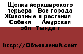 Щенки йоркширского терьера - Все города Животные и растения » Собаки   . Амурская обл.,Тында г.